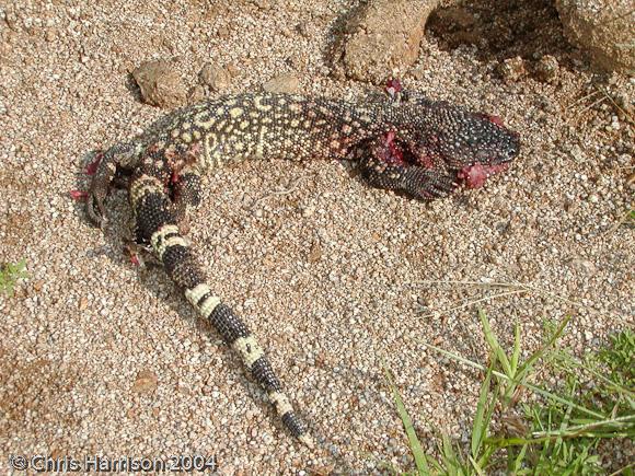 Black Beaded Lizard (Heloderma horridum alvarezi)