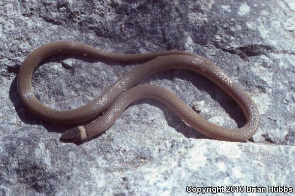 Chihuahuan Black-headed Snake (Tantilla wilcoxi)