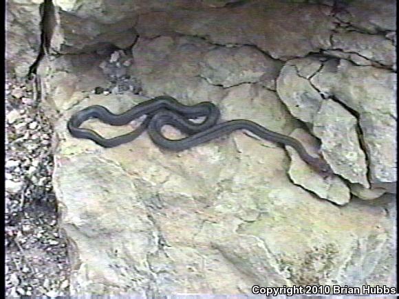 Baird's Ratsnake (Pantherophis bairdi)