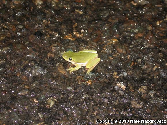 Green Treefrog (Hyla cinerea)