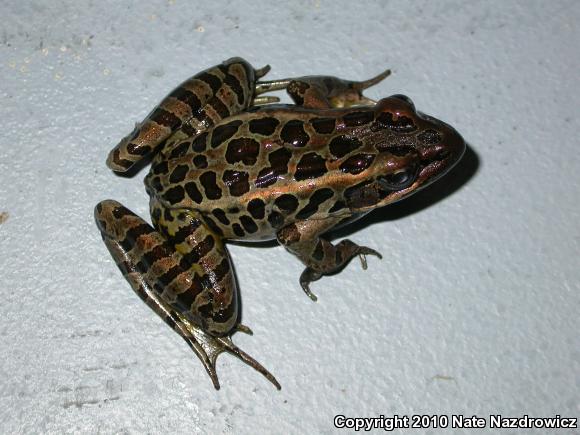 Pickerel Frog (Lithobates palustris)