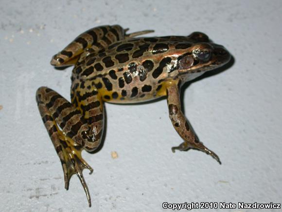 Pickerel Frog (Lithobates palustris)