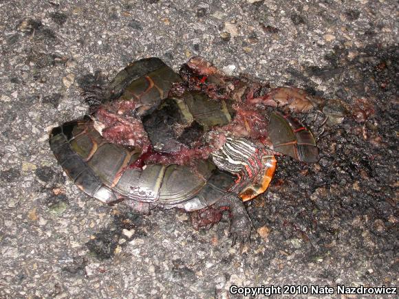 Eastern Painted Turtle (Chrysemys picta picta)