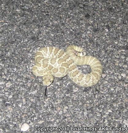 Mohave Rattlesnake (Crotalus scutulatus scutulatus)