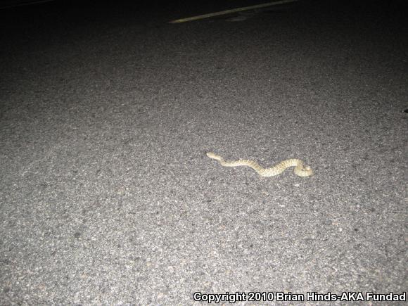 Mohave Rattlesnake (Crotalus scutulatus scutulatus)