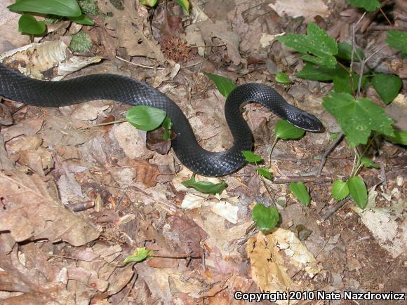 Northern  Black Racer (Coluber constrictor constrictor)