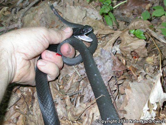 Northern  Black Racer (Coluber constrictor constrictor)