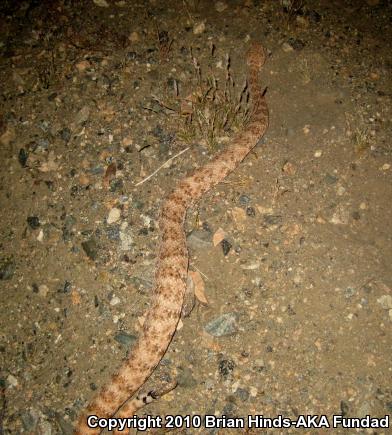 Southwestern Speckled Rattlesnake (Crotalus mitchellii pyrrhus)