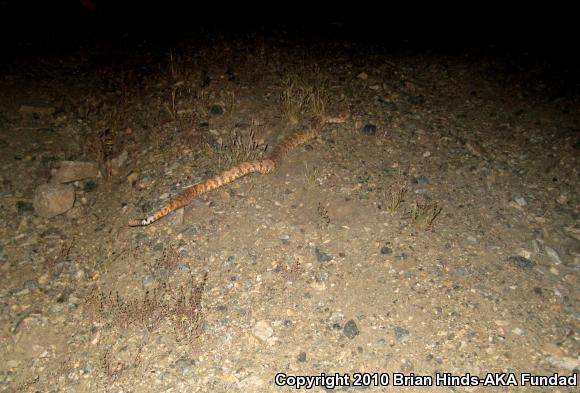 Southwestern Speckled Rattlesnake (Crotalus mitchellii pyrrhus)