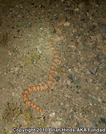 Southwestern Speckled Rattlesnake (Crotalus mitchellii pyrrhus)