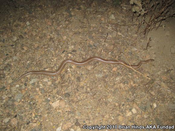 Desert Rosy Boa (Lichanura trivirgata gracia)