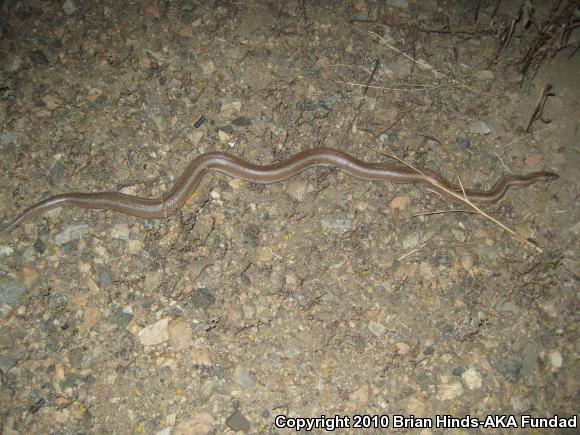 Desert Rosy Boa (Lichanura trivirgata gracia)