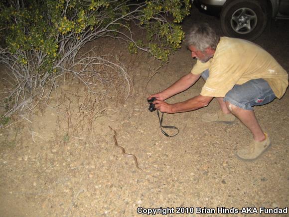 Desert Rosy Boa (Lichanura trivirgata gracia)