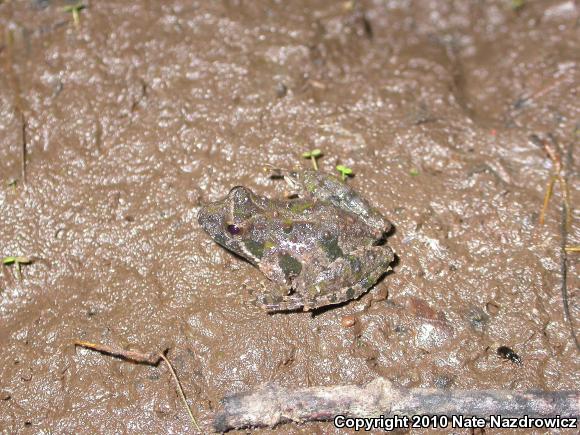 Eastern Cricket Frog (Acris crepitans crepitans)