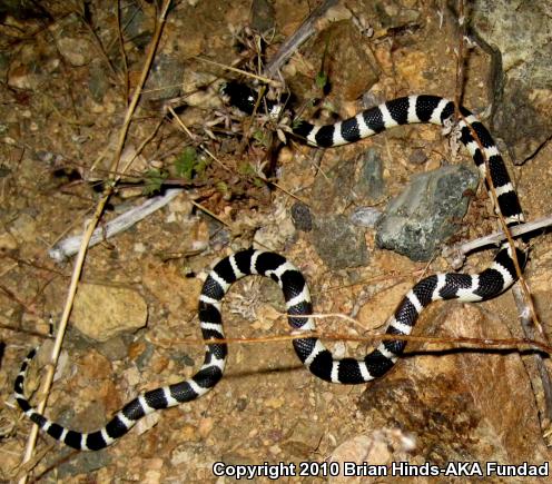 California Kingsnake (Lampropeltis getula californiae)