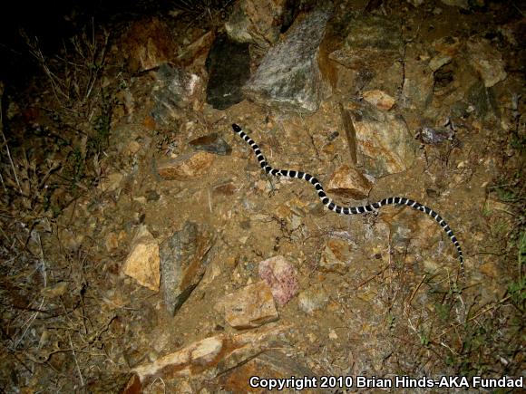 California Kingsnake (Lampropeltis getula californiae)