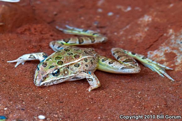 Plains Leopard Frog (Lithobates blairi)