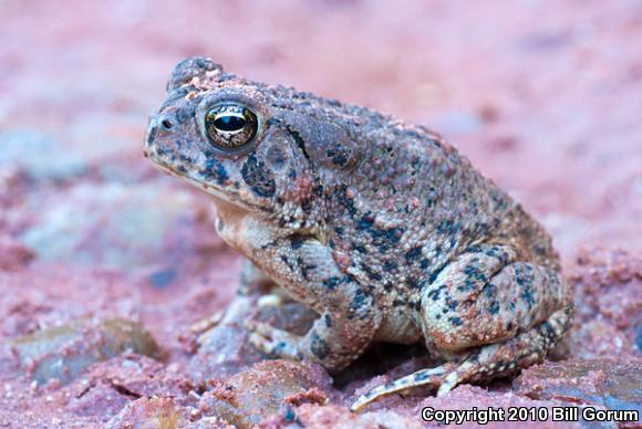 Woodhouse's Toad (Anaxyrus woodhousii woodhousii)