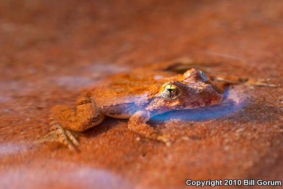 Northern Cricket Frog (Acris crepitans)