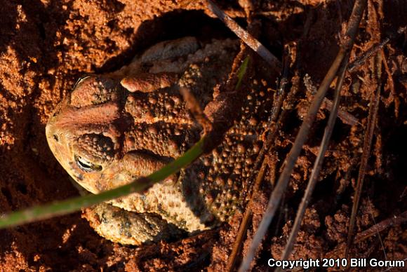 Woodhouse's Toad (Anaxyrus woodhousii woodhousii)