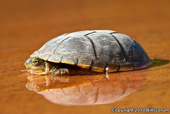 Yellow Mud Turtle (Kinosternon flavescens)