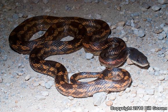 Black Ratsnake (Pantherophis obsoletus)