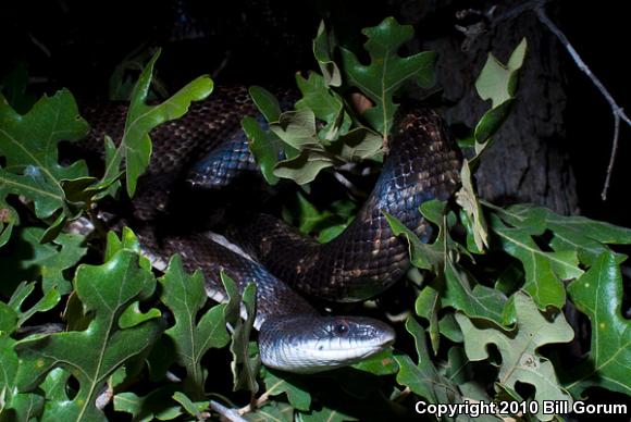 Black Ratsnake (Pantherophis obsoletus)