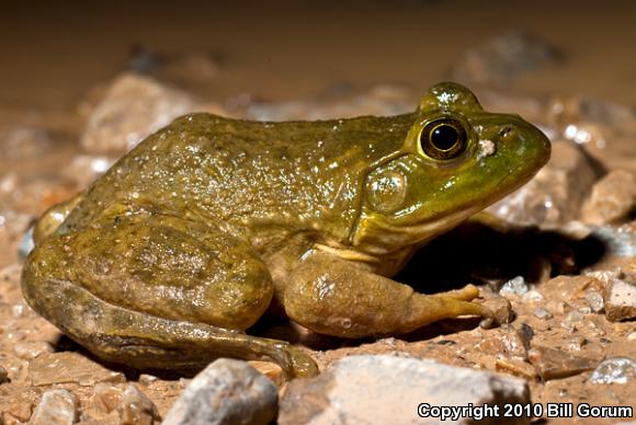 American Bullfrog (Lithobates catesbeianus)