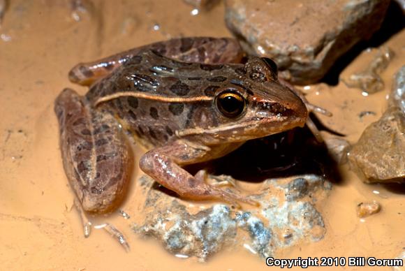 Southern Leopard Frog (Lithobates sphenocephalus utricularius)