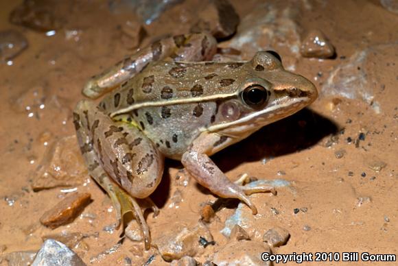 Southern Leopard Frog (Lithobates sphenocephalus utricularius)