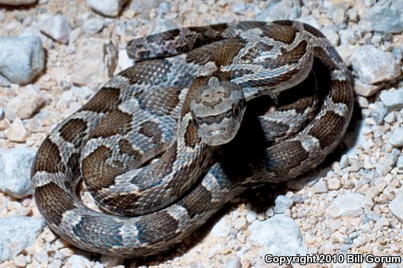 Black Ratsnake (Pantherophis obsoletus)