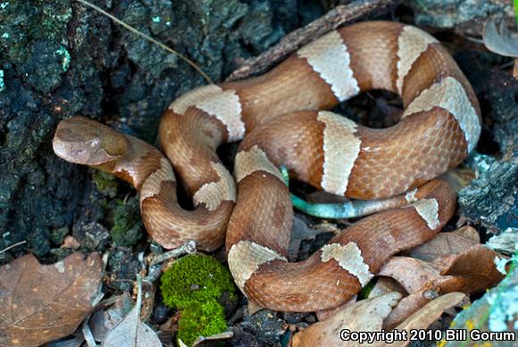 Broad-banded Copperhead (Agkistrodon contortrix laticinctus)