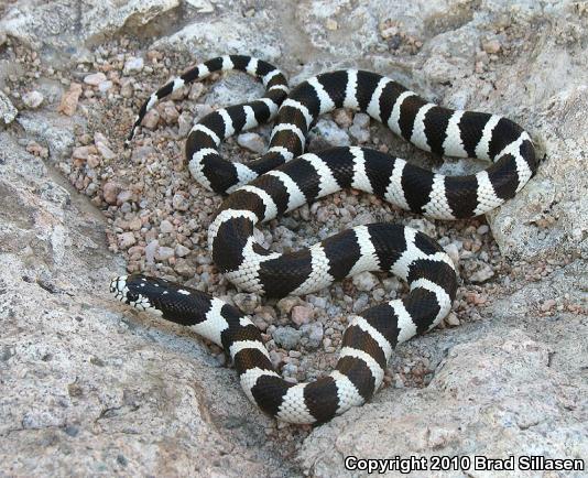 California Kingsnake (Lampropeltis getula californiae)