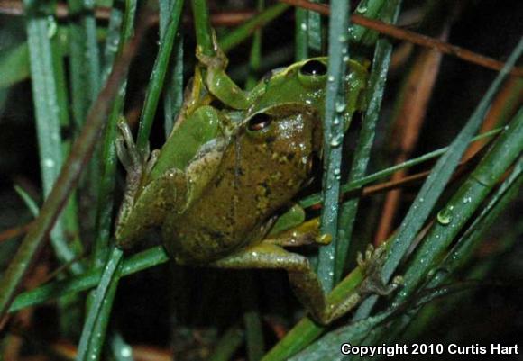 Squirrel Treefrog (Hyla squirella)