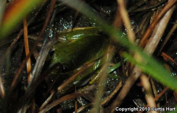 Squirrel Treefrog (Hyla squirella)