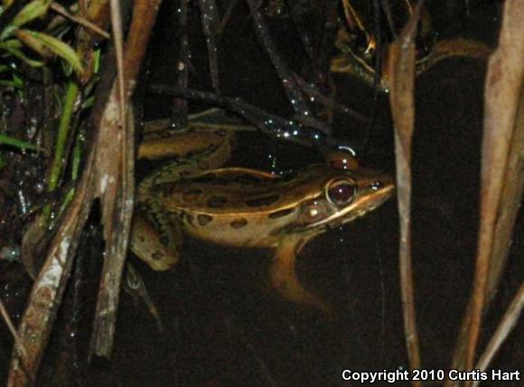 Southern Leopard Frog (Lithobates sphenocephalus)