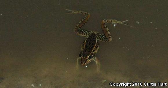 Southern Leopard Frog (Lithobates sphenocephalus)