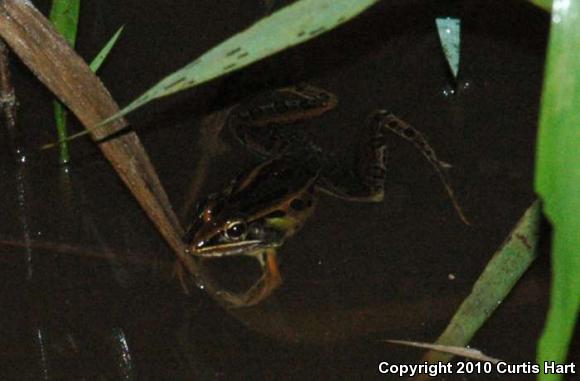 Southern Leopard Frog (Lithobates sphenocephalus)