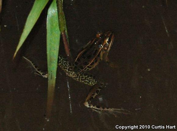 Southern Leopard Frog (Lithobates sphenocephalus)