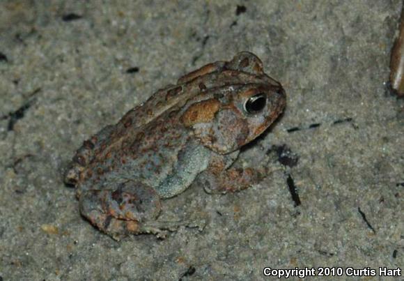 Southern Toad (Anaxyrus terrestris)