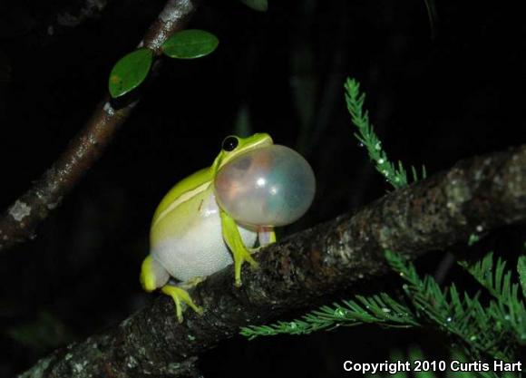 Green Treefrog (Hyla cinerea)