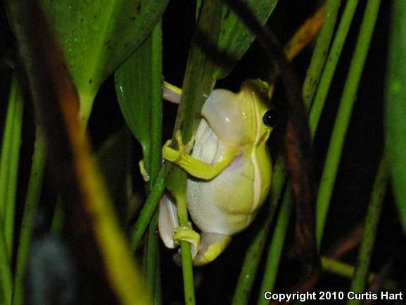 Green Treefrog (Hyla cinerea)