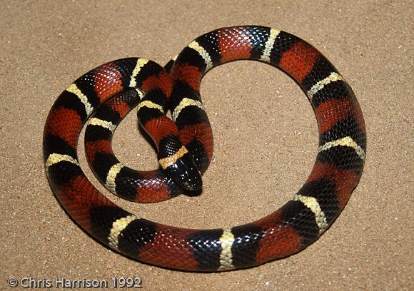 Mexican Milksnake (Lampropeltis triangulum annulata)