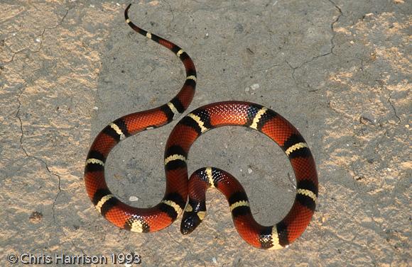 Mexican Milksnake (Lampropeltis triangulum annulata)