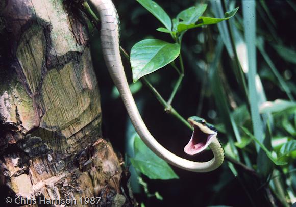 Mexican Parrot Snake (Leptophis mexicanus mexicanus)