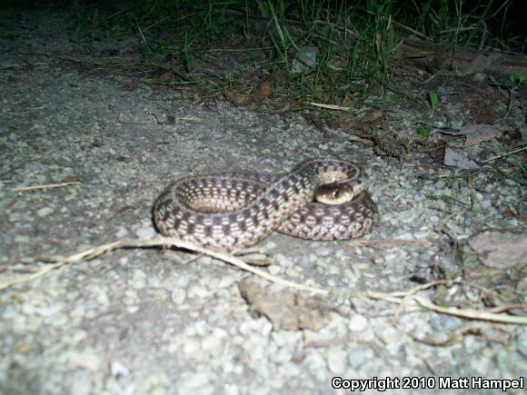 Eastern Gartersnake (Thamnophis sirtalis sirtalis)