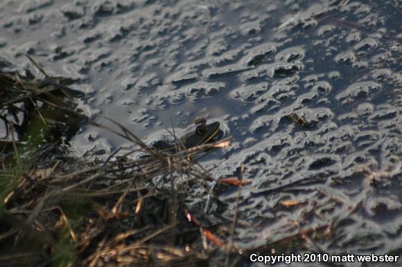 American Bullfrog (Lithobates catesbeianus)