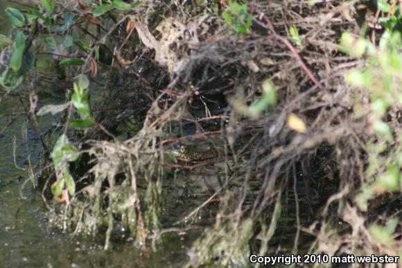 Northern Green Frog (Lithobates clamitans melanota)