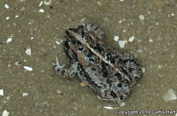 Oak Toad (Anaxyrus quercicus)