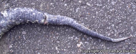 Cottonmouth (Agkistrodon piscivorus)